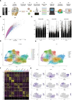 Single-cell RNA sequencing reveals different chondrocyte states in femoral cartilage between osteoarthritis and healthy individuals